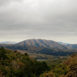 Dirty Projectors + Bjork  - Mount Wittenberg Orca (Expanded Edition)